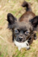 Picture of long-haired Chihuahua looking at camera