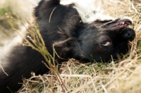 Picture of long-haired Chihuahua lying on grass