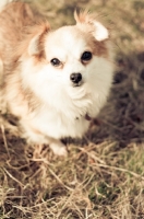 Picture of long-haired Chihuahua on grass