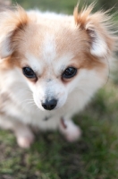 Picture of long-haired Chihuahua portrait