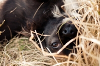 Picture of long-haired Chihuahua rolling in grass