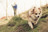 Picture of long-haired Chihuahua running
