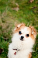 Picture of long-haired Chihuahua, shoulders up