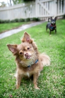 Picture of long-haired chihuahua sitting in grass