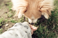 Picture of long-haired Chihuahua smelling hand
