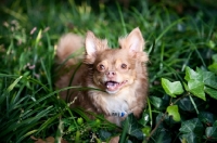 Picture of long-haired chihuahua smiling in long grass