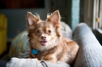 Picture of long-haired chihuahua smiling on sofa