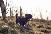 Picture of long-haired Chihuahua standing in sunset