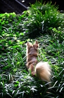 Picture of long-haired chihuahua standing in long grass