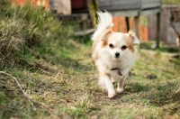 Picture of long-haired Chihuahua walking down path