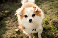 Picture of long-haired Chihuahua