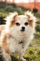Picture of long-haired Chihuahua