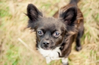 Picture of long-haired Chihuahua