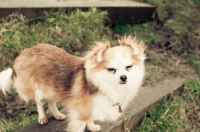 Picture of long-haired Chihuahua