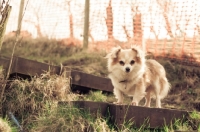 Picture of long-haired Chihuahua