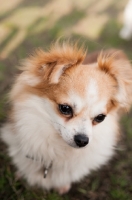 Picture of long-haired Chihuahua