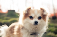 Picture of long-haired Chihuahua