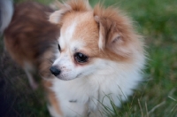 Picture of long-haired Chihuahua