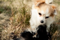 Picture of long-haired Chihuahua