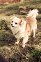 Picture of long-haired Chihuahua