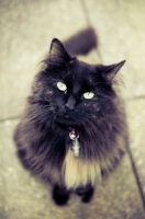 Picture of long-haired household act looking at camera