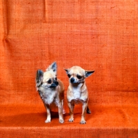 Picture of long coat and smooth coat chihuahuas together
