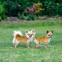 Picture of long coat and smooth coat chihuahuas standing on grass, both champions