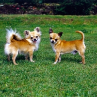Picture of long coat and smooth coat two chihuahuas standing on grass