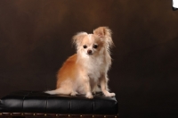 Picture of long coat Chihuahua dog sitting in studio