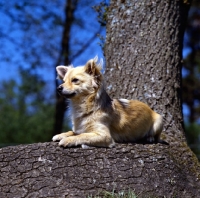 Picture of long coat chihuahua lying on branch