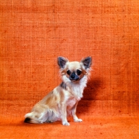 Picture of long coat chihuahua sitting in studio