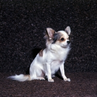 Picture of long coat chihuahua