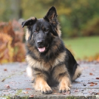 Picture of long coated german shepherd adolescent with one ear down, lying on a step