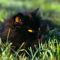 Picture of long hair black cat  with slit eyes lurking in grass