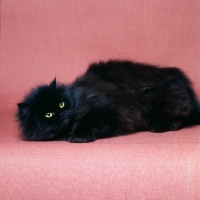 Picture of long hair black cat lounging