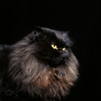 Picture of long hair black cat with faded coat
