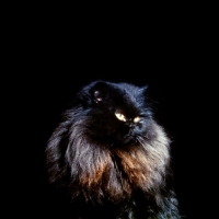 Picture of long hair black cat with faded coat