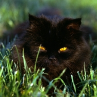 Picture of long hair black cat with slit eyes lurking in grass