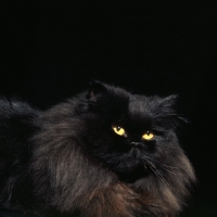 Picture of long hair black cat