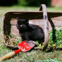 Picture of long hair black kitten sitting in a trug