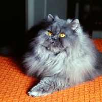 Picture of long hair blue cat lying with paw outstretched