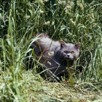 Picture of long hair blue cat, out of coat