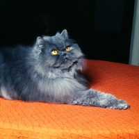 Picture of long hair blue cat, paw outstretched