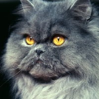 Picture of long hair blue cat portrait