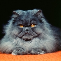Picture of long hair blue cat portrait