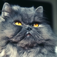 Picture of long hair blue cat, portrait