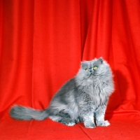 Picture of long hair blue cat 