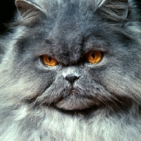 Picture of long hair blue cat,