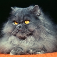 Picture of long hair blue cat,