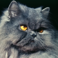 Picture of long hair blue cat,